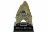 Serrated, Fossil Megalodon Tooth - South Carolina #124203-1